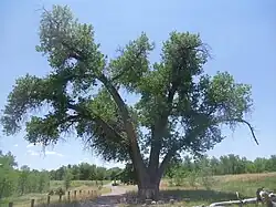 Eastern cottonwood