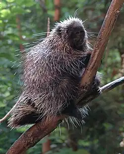 Brown and white porcupine