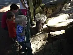 Porcupine compound and interested watchers