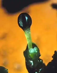 A sporophyte of Porella emerging from its archegonium