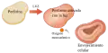 Light-activated porphyrin. Monatomic oxygen. Cellular aging.