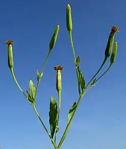 Porophyllum punctatum inflorescence