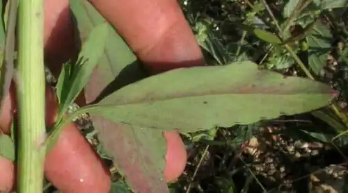 Porophyllum punctatum, slender leaves