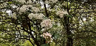 Hawthorn