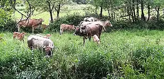 Cattle grazing in a wet meadow
