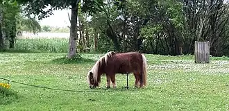 Pony used for maintaining public spaces