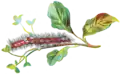 Illustrated caterpillar