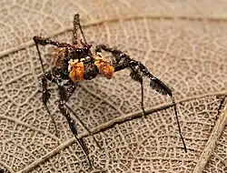 male