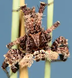 female