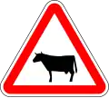 Cattle