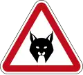 Iberian lynxes crossing