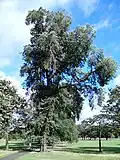 Unidentified elm, south corner of Leith Links, 2016