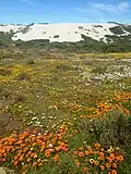 Spring flowers in the Postberg area as they appear from August to September
