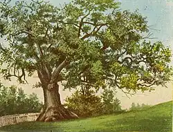 Charter Oak
