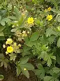 Plant