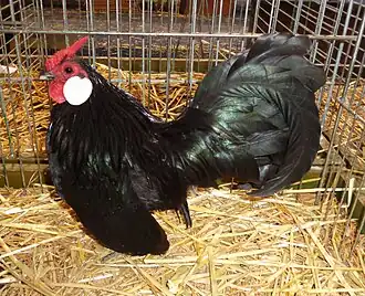 Black male