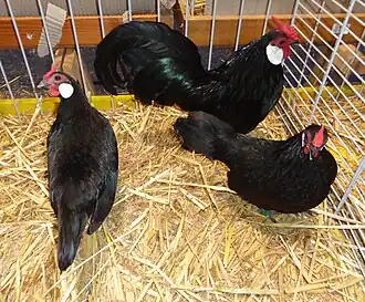 A trio of Black rosecomb bantams