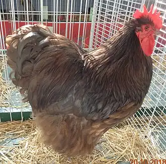 Chocolate cock