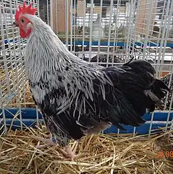 Bantam cock