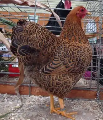 Partridge hen