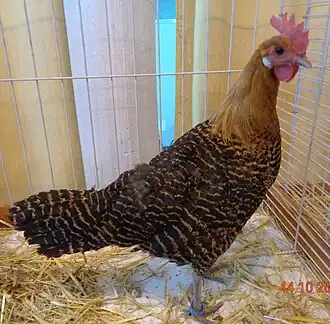 Golden hen