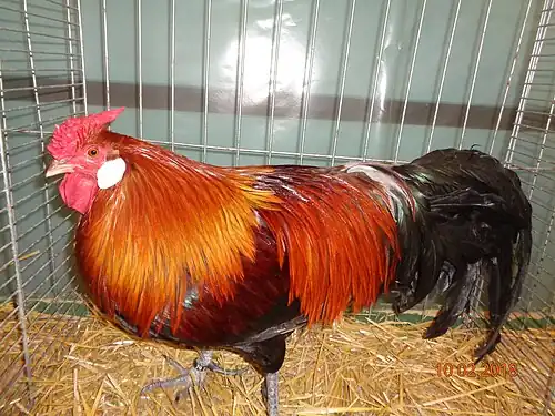 Black breasted red cock