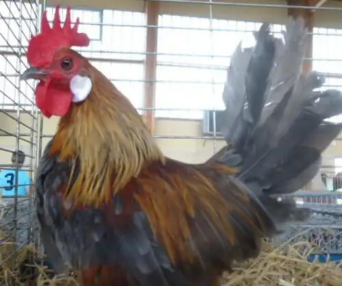 Blue-breasted red cock