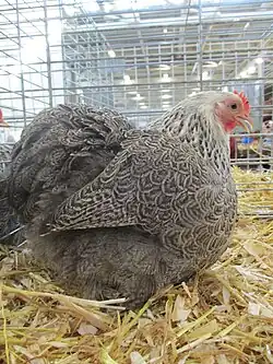 Silver partridge hen