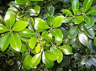 Planchonella eerwah or Pouteria eerwah