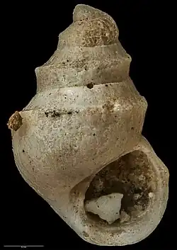 Powellisetia unicarinata