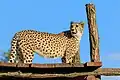 Cheetah