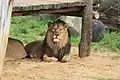 Lion
