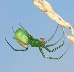 juvenile male P. albolimbata