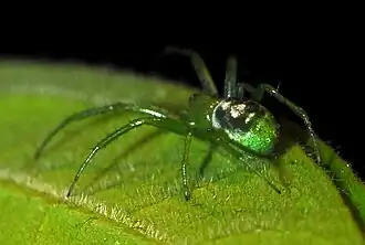 female