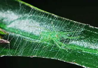 female in web