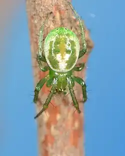 female P. seriata
