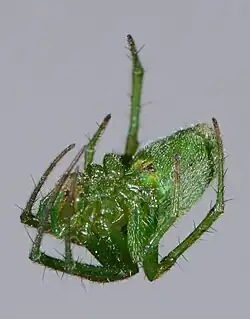female