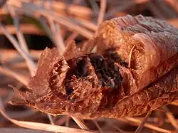 Damaged ootheca in Guelph, Ontario