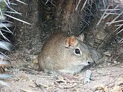 Brown cavy
