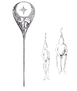 Image 13Sperms as preformed humans. Painting of Nicolaas Hartsoeker 1695 (from History of genetics)