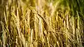Wheat