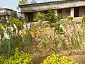 Primary school garden