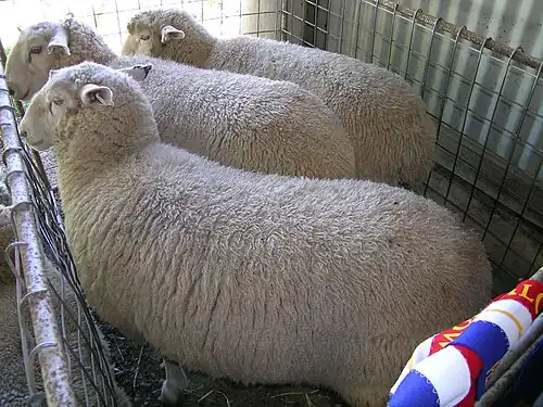 Prime lamb competition, New South Wales