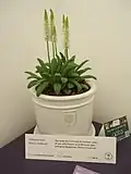 'Alison Holland'