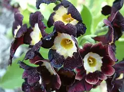A dark-colored cultivar
