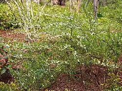 Habit
