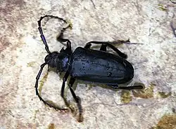 Prionomma atratum