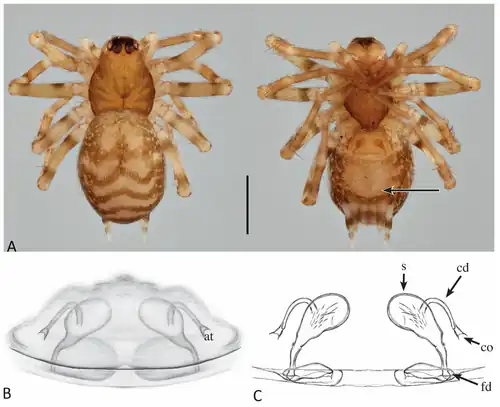 Diagnostic images of P. niederi
