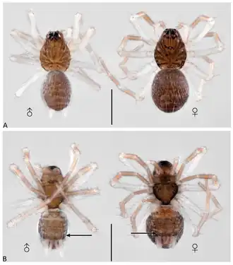 Diagnostic images of P. nowickii