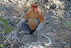 Proboscis monkey